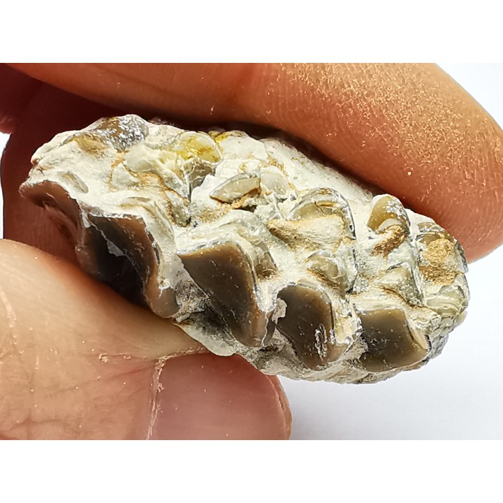 OREODONTE : Merycoidodon culbersoni - Oligocène - Brule FMT - White River Badlands - S. Dakota, USA