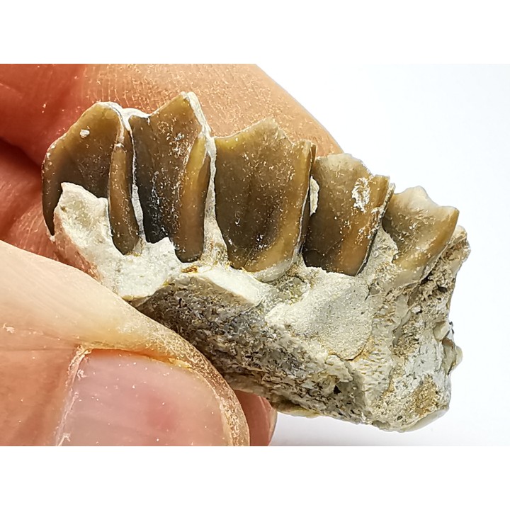 OREODONTE : Merycoidodon culbersoni - Oligocène - Brule FMT - White River Badlands - S. Dakota, USA