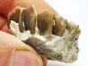OREODONT : Merycoidodon culbersoni - Oligocene - Brule FMT - White River Badlands - S. Dakota, USA