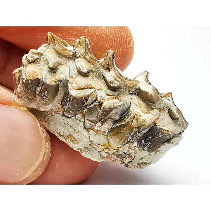 OREODONTE : Merycoidodon culbersoni - Oligocène - Brule FMT - White River Badlands - S. Dakota, USA