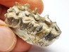 OREODONT : Merycoidodon culbersoni - Oligocene - Brule FMT - White River Badlands - S. Dakota, USA