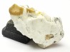 OREODONT : Merycoidodon culbersoni - Oligocene - Brule FMT - White River Badlands - S. Dakota, USA