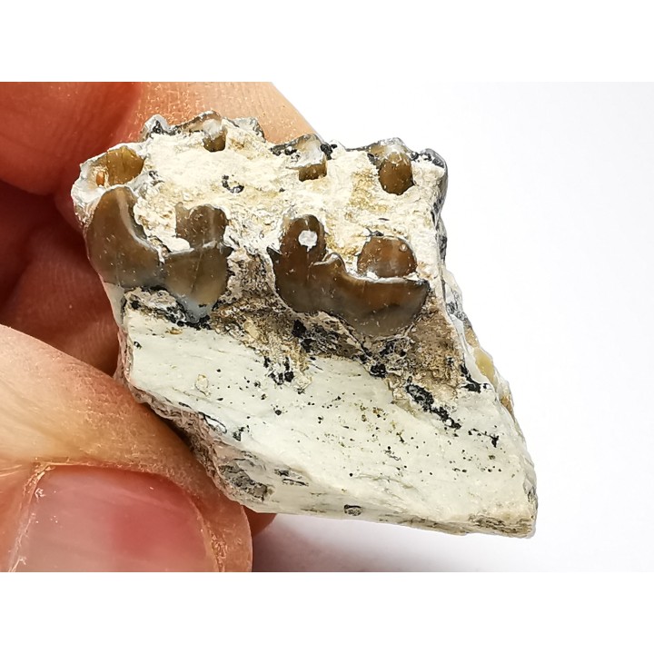 OREODONTE : Merycoidodon culbersoni - Oligocène - Brule FMT - White River Badlands - S. Dakota, USA