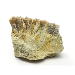 OREODONT : Merycoidodon culbersoni - Oligocene - Brule FMT - White River Badlands - S. Dakota, USA