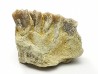 OREODONT : Merycoidodon culbersoni - Oligocene - Brule FMT - White River Badlands - S. Dakota, USA