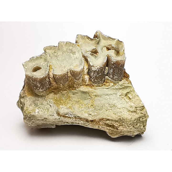 OREODONTE : Merycoidodon culbersoni - Oligocène - Brule FMT - White River Badlands - S. Dakota, USA