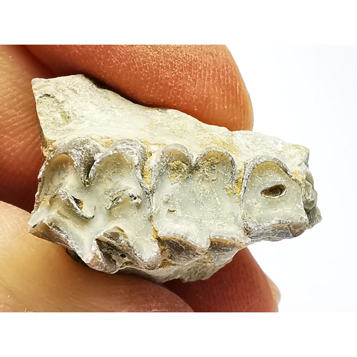 OREODONTE : Merycoidodon culbersoni - Oligocène - Brule FMT - White River Badlands - S. Dakota, USA