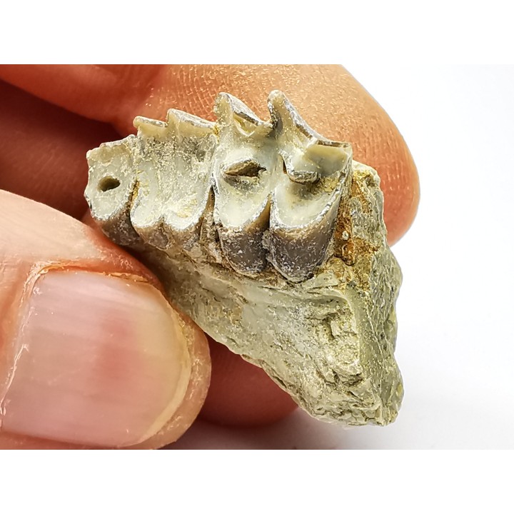 OREODONT : Merycoidodon culbersoni - Oligocene - Brule FMT - White River Badlands - S. Dakota, USA