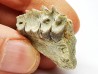 OREODONT : Merycoidodon culbersoni - Oligocene - Brule FMT - White River Badlands - S. Dakota, USA