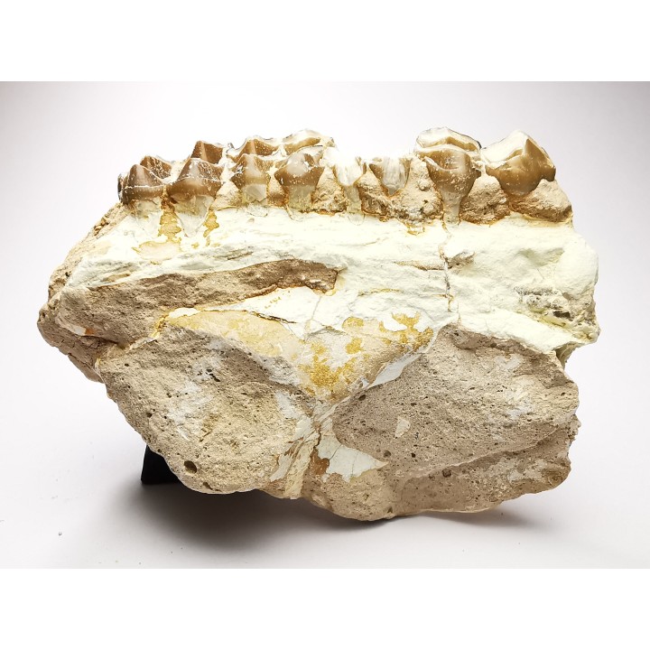 OREODONTE : Merycoidodon culbersoni - Oligocène - Brule FMT - White River Badlands - S. Dakota, USA