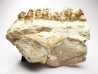 OREODONT : Merycoidodon culbersoni - Oligocene - Brule FMT - White River Badlands - S. Dakota, USA