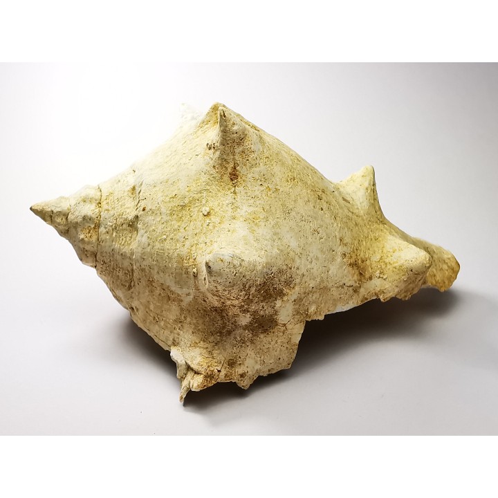 GASTEROPODE : Melongena cornuta - Aquitanien - Roquefort (40)
