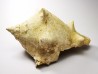 GASTEROPODE : Melongena cornuta - Aquitanien - Roquefort (40)