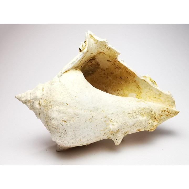 GASTEROPODE : Melongena cornuta - Aquitanien - Roquefort (40)