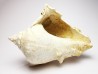 GASTROPOD: Melongena cornuta - Aquitanian - Roquefort, France