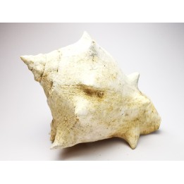 GASTEROPODE : Melongena cornuta - Aquitanien - Roquefort (40)