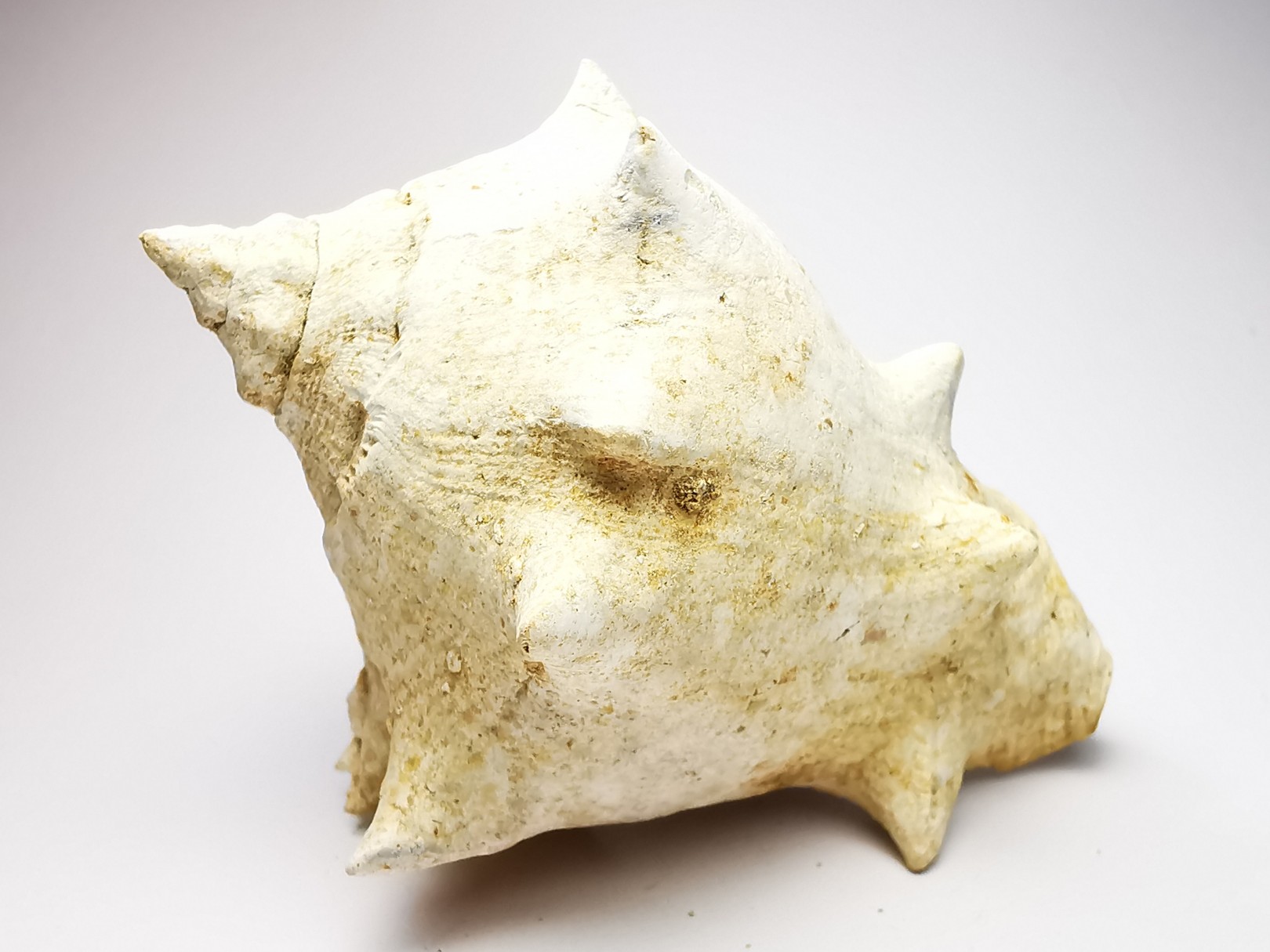 GASTEROPODE : Melongena cornuta - Aquitanien - Roquefort (40)