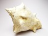 GASTEROPODE : Melongena cornuta - Aquitanien - Roquefort (40)