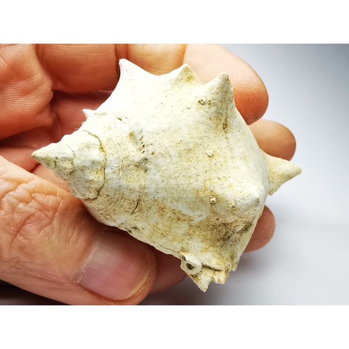 GASTEROPODE : Melongena cornuta - Aquitanien - Roquefort (40)