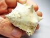 GASTEROPODE : Melongena cornuta - Aquitanien - Roquefort (40)
