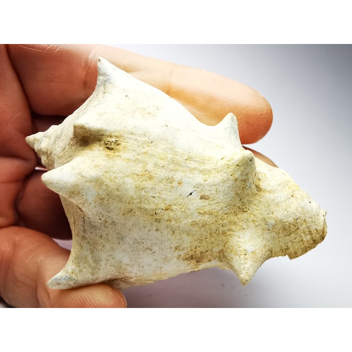 GASTROPOD: Melongena cornuta - Aquitanian - Roquefort, France