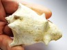 GASTROPOD: Melongena cornuta - Aquitanian - Roquefort, France