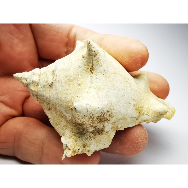GASTEROPODE : Melongena cornuta - Aquitanien - Roquefort (40)