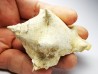 GASTROPOD: Melongena cornuta - Aquitanian - Roquefort, France