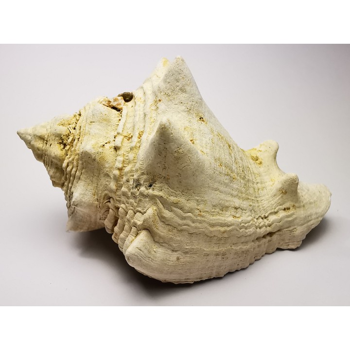 GASTEROPODE : Melongena lainei - Aquitanien - St-Avit (40)