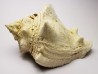 GASTEROPODE : Melongena lainei - Aquitanien - St-Avit (40)