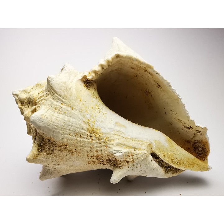 GASTEROPODE : Melongena lainei - Aquitanien - St-Avit (40)