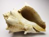 GASTEROPODE : Melongena lainei - Aquitanien - St-Avit (40)
