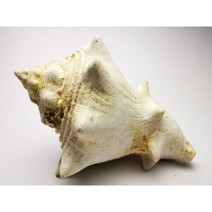 GASTEROPODE : Melongena lainei - Aquitanien - St-Avit (40)
