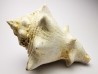 GASTEROPODE : Melongena lainei - Aquitanien - St-Avit (40)