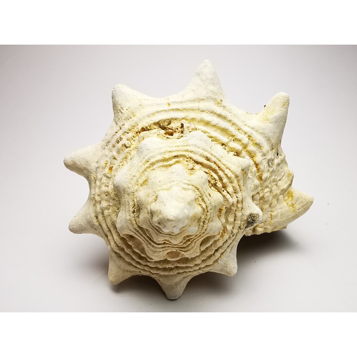 GASTROPOD: Melongena lainei - Aquitanian - St-Avit, France