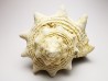 GASTROPOD: Melongena lainei - Aquitanian - St-Avit, France