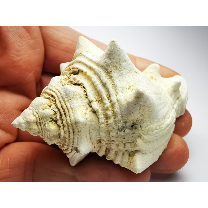 GASTEROPODE : Melongena lainei - Aquitanien - St-Avit (40)