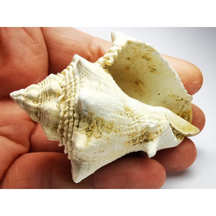 GASTROPOD: Melongena lainei - Aquitanian - St-Avit, France