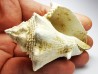 GASTEROPODE : Melongena lainei - Aquitanien - St-Avit (40)