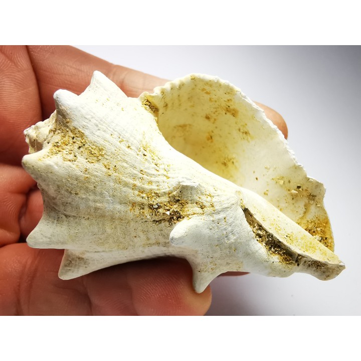GASTEROPODE : Melongena lainei - Aquitanien - St-Avit (40)