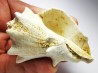 GASTROPOD: Melongena lainei - Aquitanian - St-Avit, France