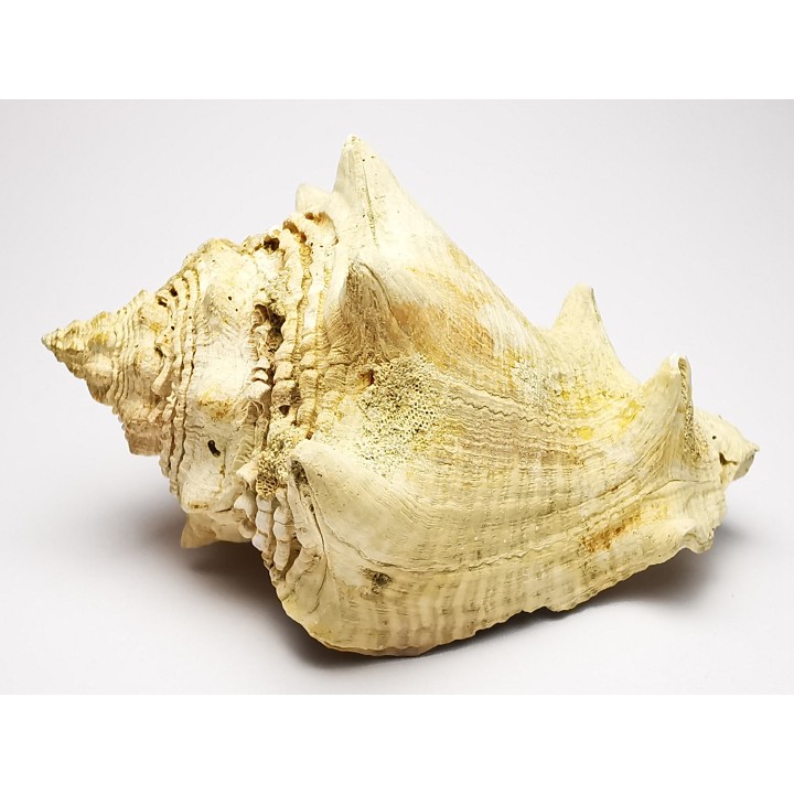 GASTROPOD: Melongena lainei - Aquitanian - St-Avit, France