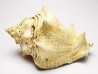 GASTROPOD: Melongena lainei - Aquitanian - St-Avit, France