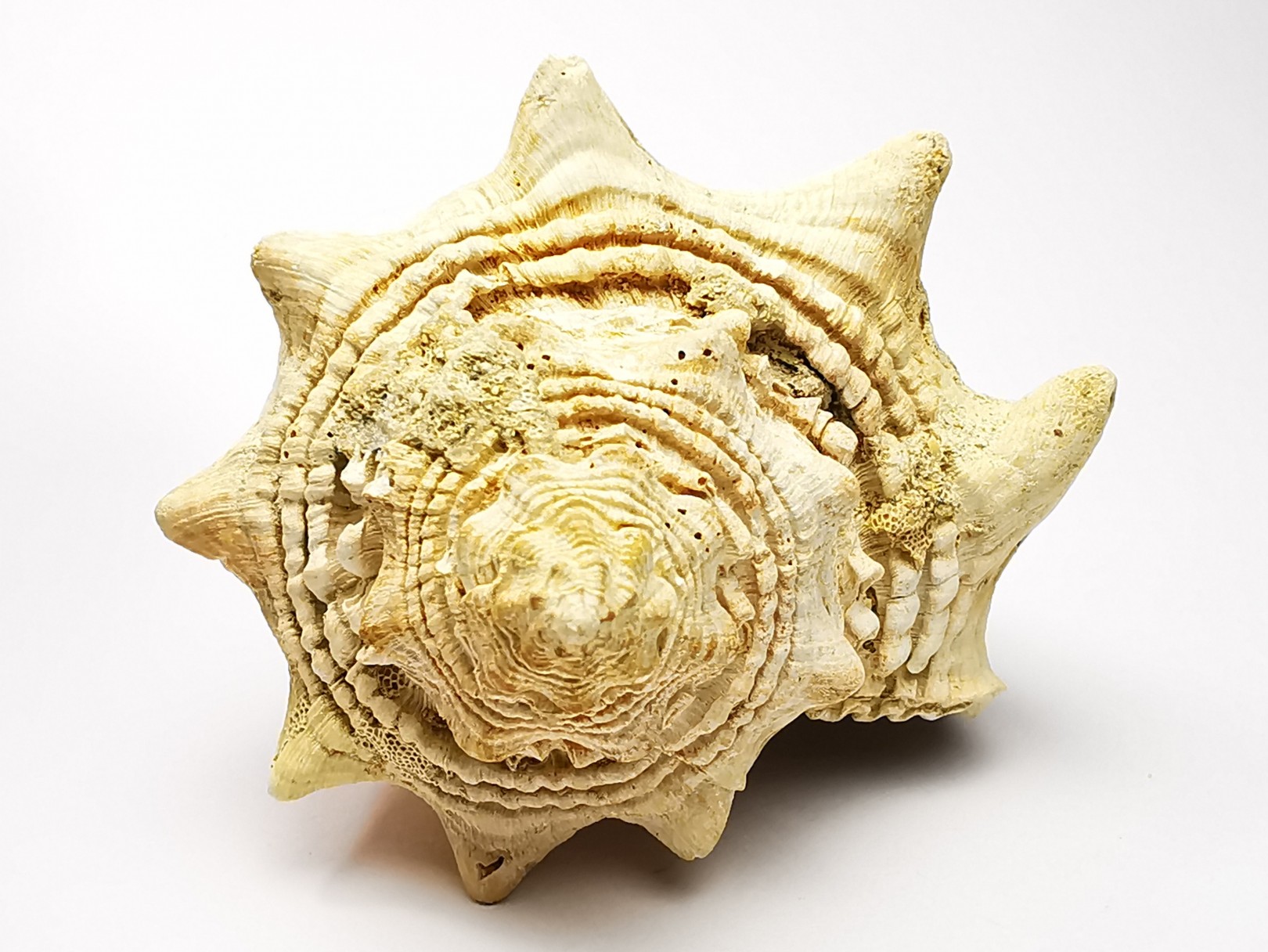 GASTEROPODE : Melongena lainei - Aquitanien - St-Avit (40)