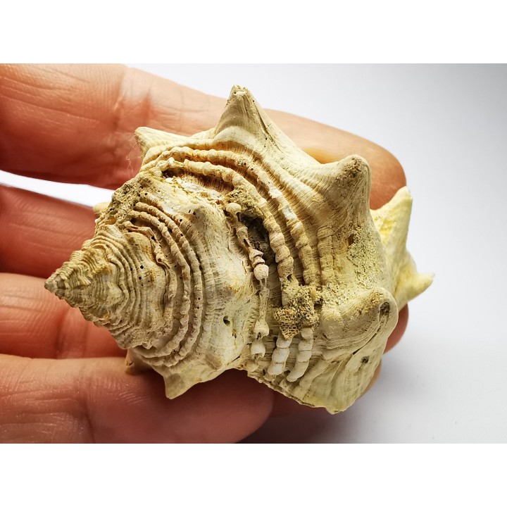 GASTROPOD: Melongena lainei - Aquitanian - St-Avit, France