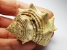 GASTROPOD: Melongena lainei - Aquitanian - St-Avit, France