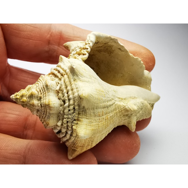 GASTROPOD: Melongena lainei - Aquitanian - St-Avit, France