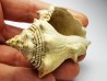 GASTROPOD: Melongena lainei - Aquitanian - St-Avit, France