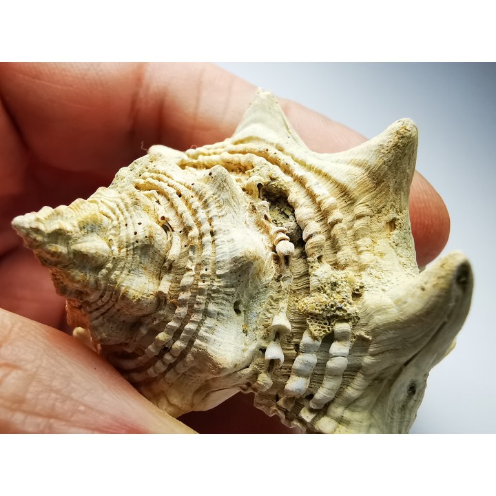 GASTROPOD: Melongena lainei - Aquitanian - St-Avit, France