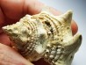 GASTROPOD: Melongena lainei - Aquitanian - St-Avit, France